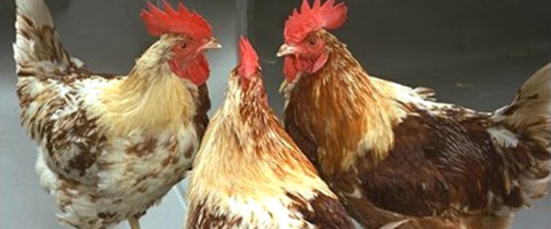 ( Diyatomlu Bit Pire Toprağı ) Tavuk Horoz Kaz Kuş Kedi Köpek Evcil ve Benzer Hayvanlar Güvercin Serçe Civcivlerde Oluşan Bit Pire Eksema Cilt Yarası Kaşıntı Mantar Kepek Uyuz Küf Pas Nem Koku ve Benzerleri Yok Eden Amorf Silis İçerikli Doğal Bir Kil.