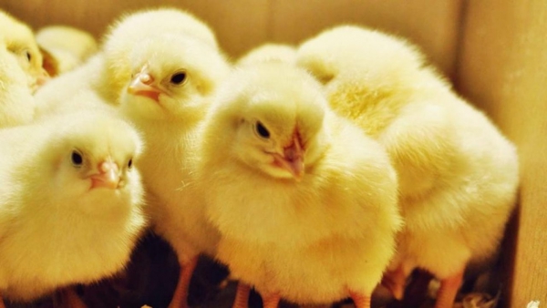 Kırmızı Bit ( Diaytomlu Bit Pİre Toprağı ) Tavuk Horoz Kedi Köpek Evcil Hayvan Büyük ve Küçük Baş Kuş Kaz Serçe Güvercin Bıldırcın Kanarya Civcivlerde Oluşan Bit Pire Kene Kaşıntı Mantar Yanık Cilt Yarası Eksema Uyuz ve Çıbanı Yok eden Diyatomlu Toprak. 