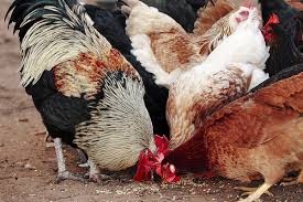 Kedi, Köpek ve Yavruların Yem ve Vitamine Ara Ürün Olarak Kat.