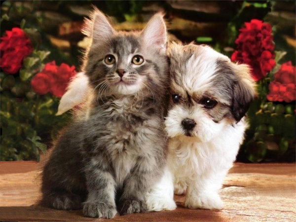 Veterinerlik Kedi, Köpek ve Yavruların Yem ve Vitamine Ara Ürün Olarak Kat.