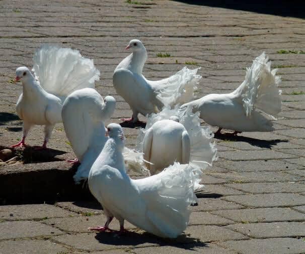 Turk Kizelgur TOPRAĞI Kanatlı Kanatsız Büyük ve Küçük Baş At ve Diğer Hayvanları Yemlerimde Katkı Maddesi Toksin Bağlayıcı Ham Madde Ara Ürün Bit, Pire, Kaşıntı, Cilt Yarası, Yanık, Kurt, İç ve Diş Parazit, İshal, Kas ve Kemik Güçlenmesi, Nem ve Koku İ