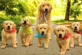 Diyatomlu Toprak ( Veterinerlik ) Kedi Köpek Tavuk Horoz Kaz Hindi Güvercin Kuş Bıldırcın Büyük ve Küçük Baş At Eşek ve Benzer Hayvanların Bit Pire Kaşıntı Cilt Yarası Mantar ve Benzerler İçin Kulanılır.