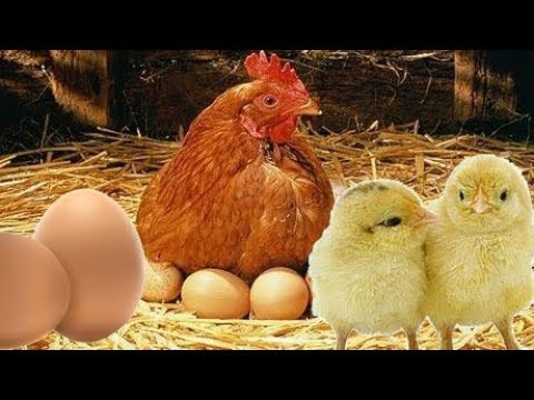 Veterinerlik ( Diatom İle İlgili Geniş Kapsamlı Bilgi ) Kanatlı Kanatsız Büyük ve Küçük Baş Kedi Köpek Balık Kuş ve diğer Hayvanların Yem ve Vitaminlerinde Topaklama Toksin Bağlayıcı Dolgu Malz Ara Ürün Verimin Artırımı Metabolizmanın Hızlanması Parazit