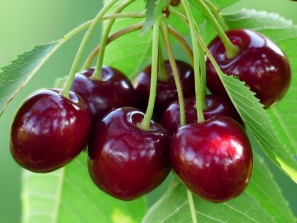 ( Diyatomlu Böcek Toprağı ) Zeytin Üzüm Mandalina Nar Meyve Sebze ve Yeşilliklerin Üzerine Su Pompası İle Sulu yada Toz Halı ile Ürünümüz Serpilince Kurt Böcek Küf Ve Haşereleri Yok Eder.