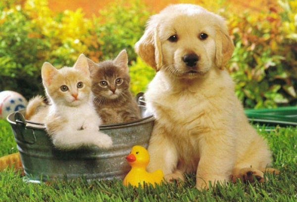 Veterinerlik ( Diatomit ) Kedi Köpek Büyük ve Küçük Baş Kanatlı Kanatsız Kuş ve diğer Hayvanlarda oluşan Bit Pire Kene Tahtakurusu Kurt Yara Nem ve Koku İçin Mikronize Edilmiş Türk Diatom Toprağı Kullanılmakta.