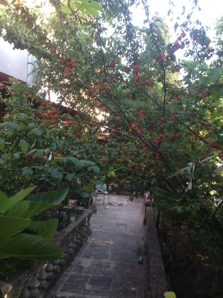 ( Diyatomlu Böcek Toprağı ) Zeytin Üzüm Mandalina Nar Meyve Sebze ve Yeşilliklerin Üzerine Su Pompası İle Sulu yada Toz Halı ile Ürünümüz Serpilince Kurt Böcek Küf Ve Haşereleri Yok Eder.