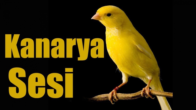 Turk Kizelgur TOPRAĞI Kanatlı Kanatsız Büyük ve Küçük Baş At ve Diğer Hayvanları Yemlerimde Katkı Maddesi Toksin Bağlayıcı Ham Madde Ara Ürün Bit, Pire, Kaşıntı, Cilt Yarası, Yanık, Kurt, İç ve Diş Parazit, İshal, Kas ve Kemik Güçlenmesi, Nem ve Koku İ