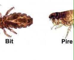 Diatomik Toprak, Bit Pire İçin Doğal Çözüm, Diyatomlu Toprak, Diatomlu Toprak, Diatom Toprağı, Diatomit Pudrası, Kizelgur Toprağı, Kizelgur Pudrası, Amorf Silis İçerikli Doğal ve Organik Diatomit Toprağı Beg Tuğ Mineral' da Satılır, Ucuz daitomik toprağı