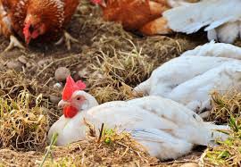 Turk Kizelgur TOPRAĞI Kanatlı Kanatsız Büyük ve Küçük Baş At ve Diğer Hayvanları Yemlerimde Katkı Maddesi Toksin Bağlayıcı Ham Madde Ara Ürün Bit, Pire, Kaşıntı, Cilt Yarası, Yanık, Kurt, İç ve Diş Parazit, İshal, Kas ve Kemik Güçlenmesi, Nem ve Koku İ