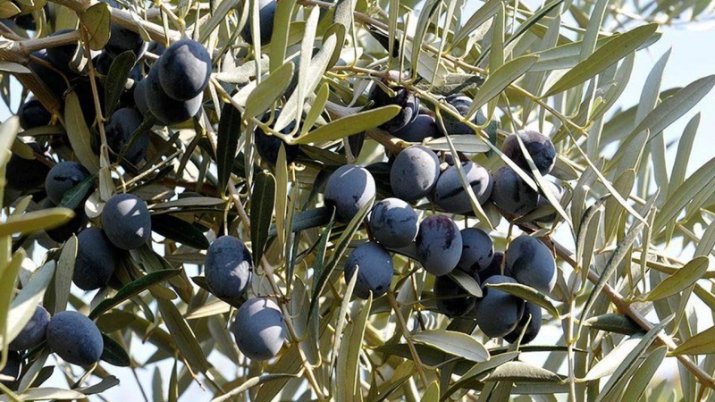 ( Diyatomlu Böcek Bit Tırtıl Sinek Kurt Küf Toprağı ) Zeytin Üzüm Mandalina Nar Kaysı Elma Erik Kiraz Meyve Sebze ve Yeşilliklerin Üzerine On Günde Bir Sefer Toplam Üç Sefer Sulu yada Toz Halı ile Ürünümüz Serpilince Kurt Böcek Küf Tırtıl Sinek ve Haşere