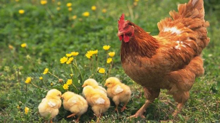 ( Veterinerlik ) Diatomit, Kanatlı Kanatsız Büyük ve Küçük Baş Kedi Köpek Balık Kuş ve diğer Hayvanların Yem ve Vitaminlerinde Topaklama Toksin Bağlayıcı Dolgu Malz Ara Ürün Verimin Artırımı Metabolizmanın Hızlanması Parazit ve Akarları İçin Türk Diatomi