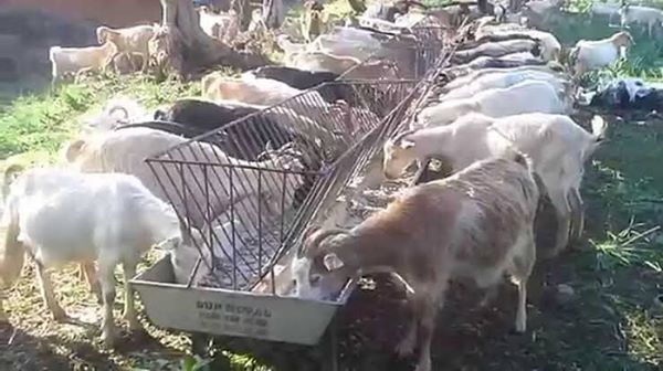 Turk Kizelgur TOPRAĞI Kanatlı Kanatsız Büyük ve Küçük Baş At ve Diğer Hayvanları Yemlerimde Katkı Maddesi Toksin Bağlayıcı Ham Madde Ara Ürün Bit, Pire, Kaşıntı, Cilt Yarası, Yanık, Kurt, İç ve Diş Parazit, İshal, Kas ve Kemik Güçlenmesi, Nem ve Koku İ