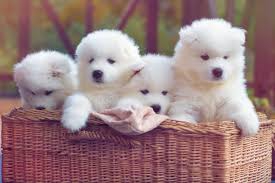 Veterinerlik ( Diatomit ) Kedi Köpek Büyük ve Küçük Baş Kanatlı Kanatsız Kuş ve diğer Hayvanlarda oluşan Bit Pire Kene Tahtakurusu Kurt Yara Nem ve Koku İçin Mikronize Edilmiş Türk Diatom Toprağı Kullanılmakta.